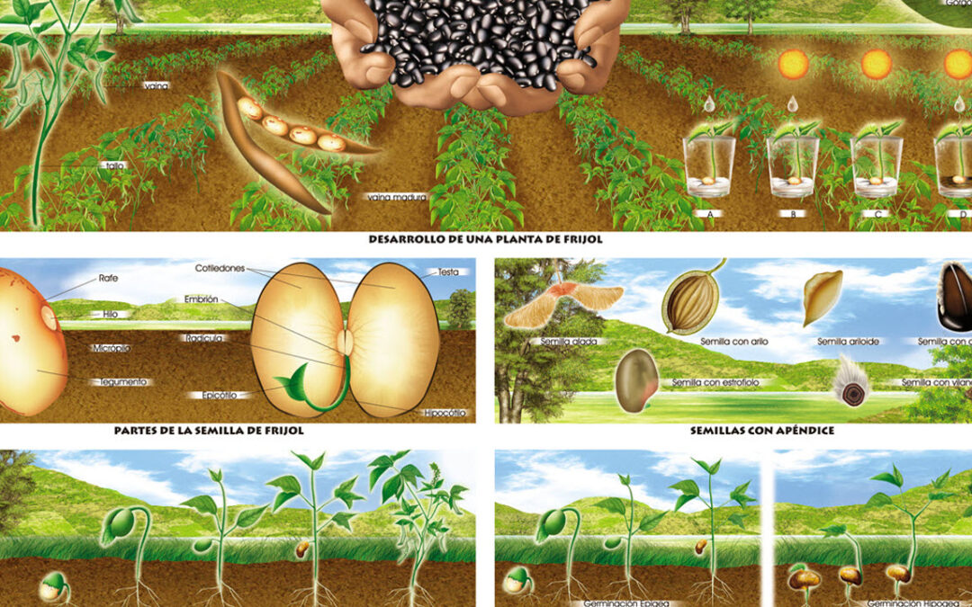 La Germinación