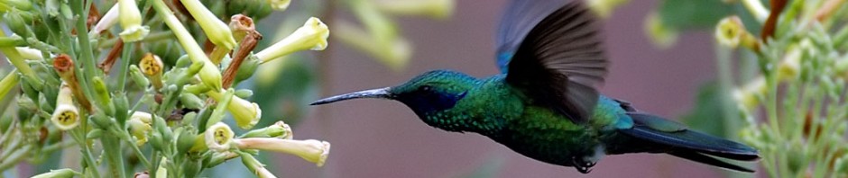 cropped-flying-colibri-bird